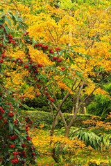 Naklejka premium autumn berries and leaves