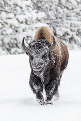American Bison frost and ice covered face © David
