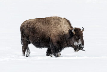 American Bison in the snow