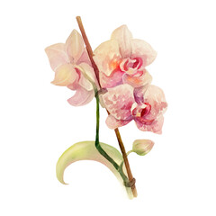 Watercolor botanical illustration. Pink Orchid. Isolate