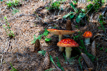 Amanita muscaria mushroom, commonly known as the fly agaric or fly amanita