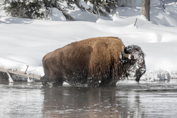 American Bison adult bull crossing river
