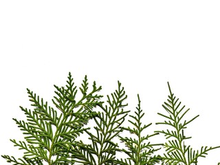 Christmas frame of fir leaves on white background. Concept of Chritsmas or New Year