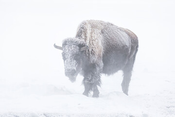American Bison female coming out of the mist © David
