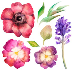 Watercolor floral set. Design elements. Flowers, petals, hyacinth, leaves
