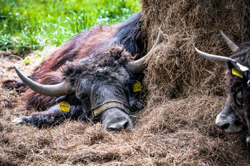 lazy Yak © Olaf Schlenger