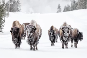 Zelfklevend Fotobehang Bizon Familiegroep Amerikaanse bizons in de winter