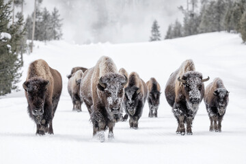 Familiegroep Amerikaanse bizons in de winter