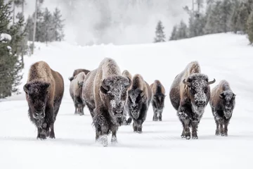 Papier Peint photo autocollant Buffle Groupe familial de bisons d& 39 Amérique en hiver