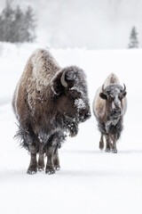 American Bison female in winter