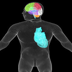 Wire human body model with heart and brain in x-ray. 3d render. On a black background.