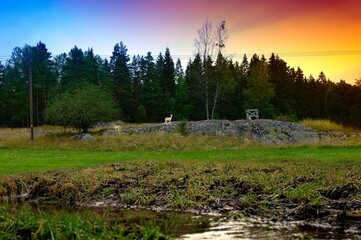 Damwild in der Abenddämmerung