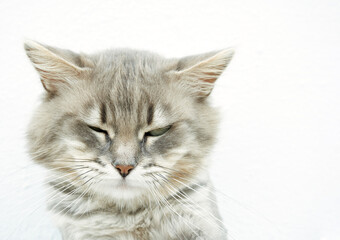 gray cat foreground on white background, with space for pasting text