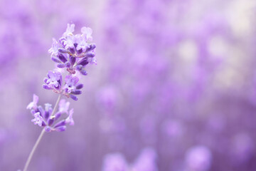 Plakat lavender flower in front of purple blurred background, banner coppy space
