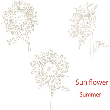 Hand drawn vector illustration of sunflower