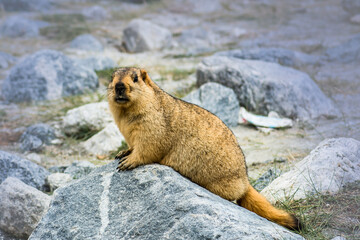 Himalayan marmot in the mountains