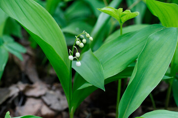 Obraz premium Beautiful fragrant flower lily of the valley in a spring forest park
