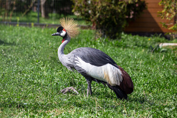 Crowned Crane on a background of green grass. Selective focus.