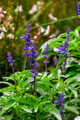 Lavender in the garden 