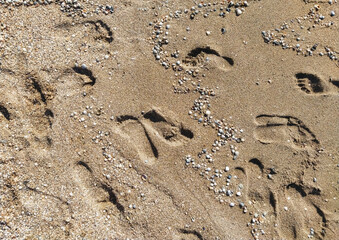 Many prints of male feet on the sea sand. Walk barefoot along the shore with footprints. Tourist rest.