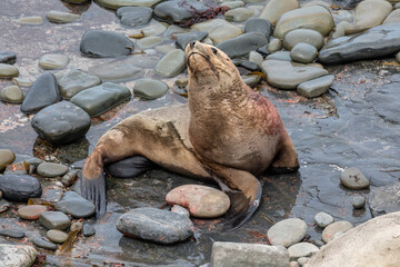 Fototapeta premium Southern Sea Lion female