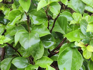 green leaves background