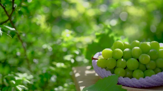 Green grape in wood plate on wooden table in garden, Shine Muscat Grape with leaves in blur background