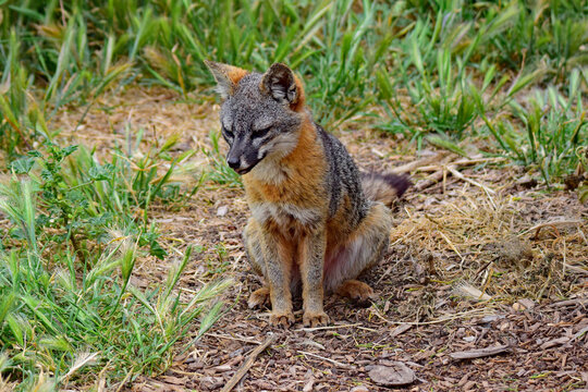 Island Fox In The Grass