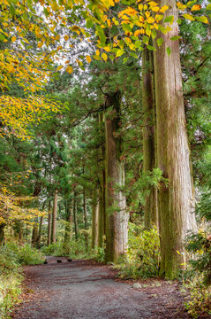 Mittelalterliche Zeder Baeume der alten Hakone Strasse, Hakone, Kanagawa, Japan
