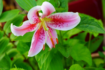 Fragrant Stargazer pink Asiatic lily flower in bloom