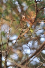 Selected focus of fir branch with bokeh background. Defocused christmas background