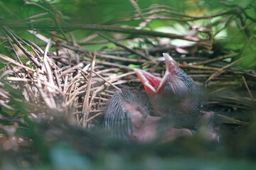 A newborn Northern Cardinal chick bird in the nest