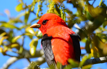 Scarlet Tanager