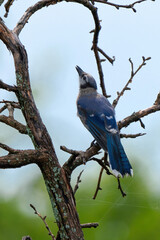 Blue Jay looking up.
