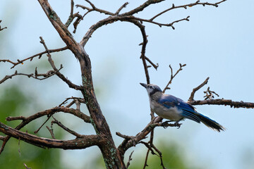 Blue Jay