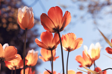 Spring tulips in the park