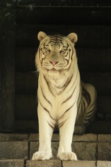 tigre blanc
