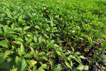 Pepper seedlings in nursery, China