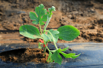 watermelon Seedlings in nursery, North China