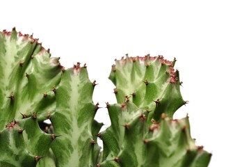 Green cactus plant isolated on white background