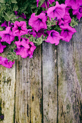 top view of purple flowers on wooden background