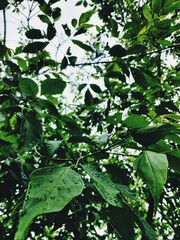 green leaves background