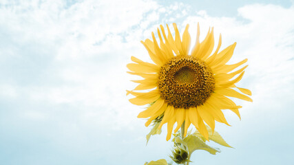 Obraz premium sunflower on blue sky