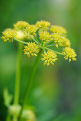 Yellow flowers of the lovage plant
