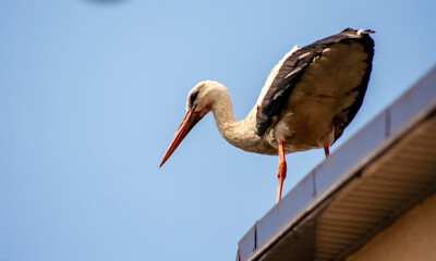 White stork on a house roof in Poland. Bird on house roof.