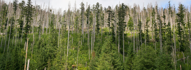 Dead trees in Tatra Mountain, Poland. Old forest. Ecology damaged scenery.