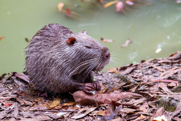 Wet nutria eats bread on the shore of a pond