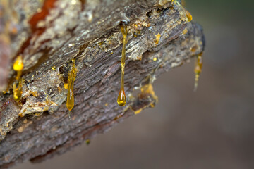 Pine resin amber color flows down the bark of the tree. Damaged pine bark dripping sticky resin