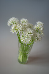 Bärlauch Blüte im Glas, weiß, Allium ursinum
