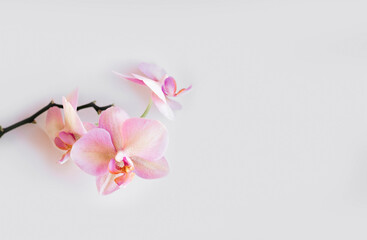 Pink orchid on the grey background